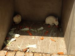 -北京鹿世界主题园