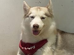 -Husky Go! 哈士奇体验馆·宠物咖啡厅狗咖