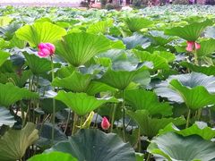 -长春市南湖公园