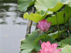 -莲花池公园