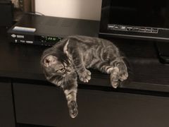 -猫大福·Fortune Cat猫舍(百子湾店)