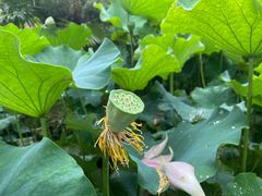 -长安上水缘度假庄园