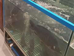 -奉天掌柜·非遗猪手·笨饺子(崇山路店)