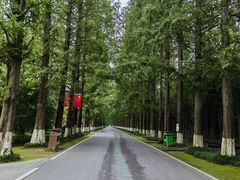 -黄海国家森林公园