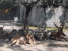 -成都动物园