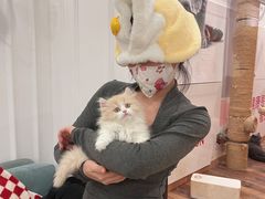 -袖虎·猫馆(体育西路店)