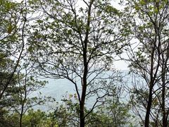 -阳台山森林公园