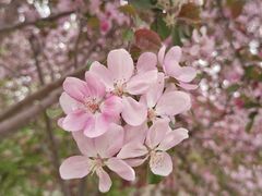 -陕西省西安植物园