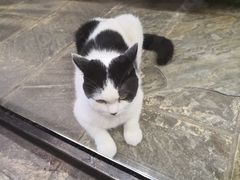 -猫咪博物馆(顶澳仔猫街店)