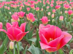 -洛阳郁金香牡丹园