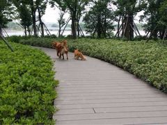 iphone_upload_pic-南翔镇银翔湖公园
