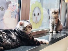 -猫咪咖啡店(新城大街店)