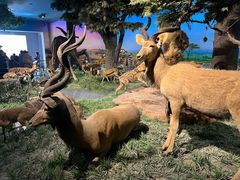 -国家自然博物馆