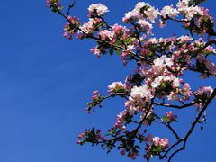 -海棠花溪(元大都城垣遗址公园)