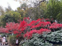 -岳麓山风景名胜区