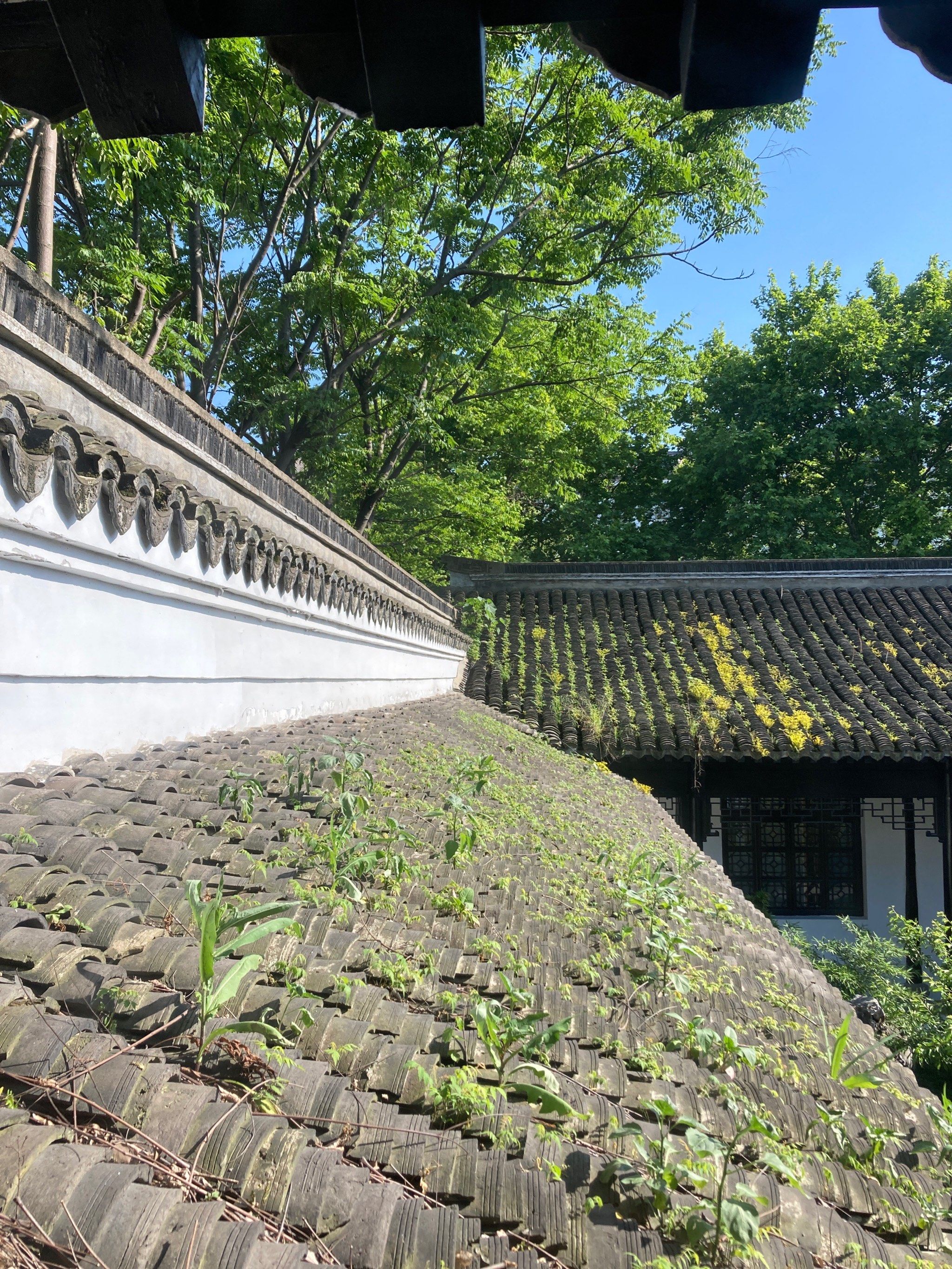 天天领红包:浙江省嘉兴市海盐县绮园,园林建筑古色古香,小桥流水