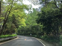 -铁山坪森林公园