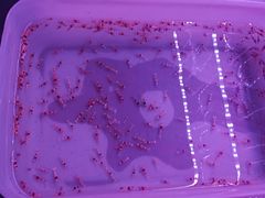 -华声天桥民俗文化园