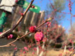 -燕郊植物园