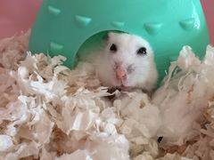 -雨林宠物医院 非犬猫异宠专科