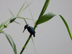 -重庆彩云湖湿地公园