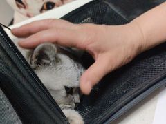 -瑞鹏宠物医院·爱宠堂·骨外专科(西荷分院)