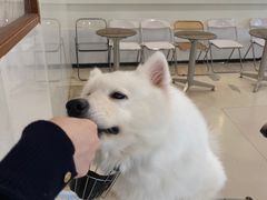 -共舞时光猫咖·狗咖(新街口店)