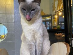 -豆逗聊愈猫阁Easy Life
