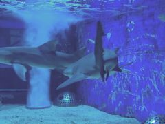 -成都浩海立方海洋公园