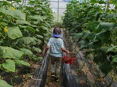 -前小桔亲子创意农场·草莓采摘·露营烧烤