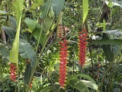 -中国科学院西双版纳热带植物园