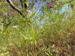 -芜湖方特东方神画