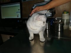 -瑞派名望24h动物医院异宠专科·猫专科·骨科·重症监护分院