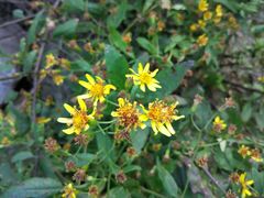 -终南山国家森林公园