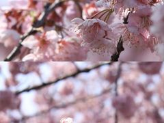 -顾村公园
