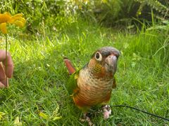 -双廊杨记石锅鱼石锅牛肉