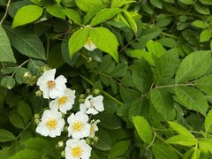 -白鹭湾湿地公园