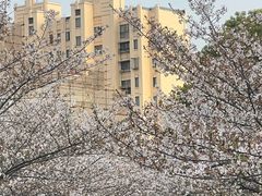 -高东镇樱花园