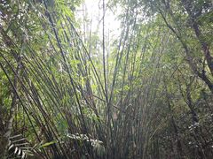 -霸王岭国家森林公园