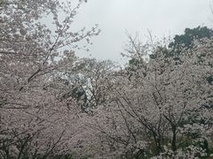 -南山植物园