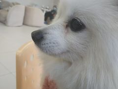 -怪兽屋·羊驼·猫咖·狗咖(俊华广场店)