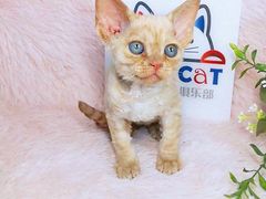 -十年猫舍·猫咪专门店(普陀店)