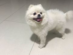 -美联众合动物医院(唯恩分院)