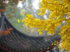 -秋霞圃