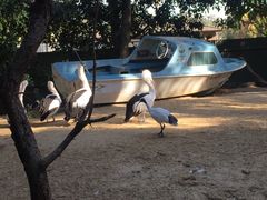 -费瑟代尔野生动物园