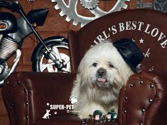 -超宠爱宠物摄影-Super pet