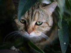 -喵屿·大理花园猫咖