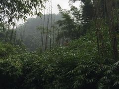 -芦沟竹海