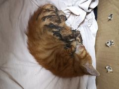 -圣宠动物医院·犬猫专科·影像中心·外科中心