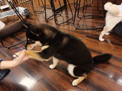 -豆柴町-柴犬主题狗咖(红鼎国际C座店)